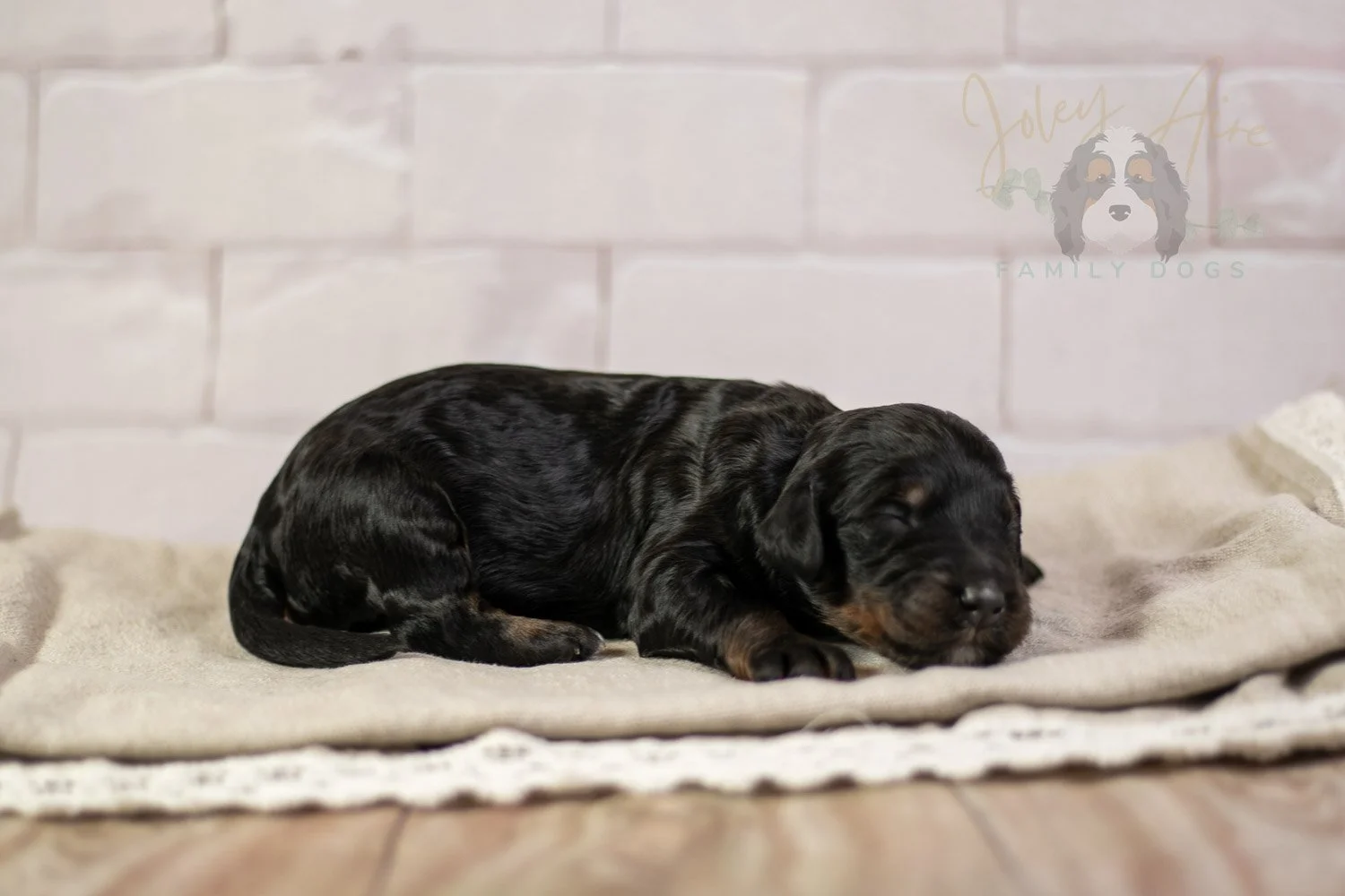 Denali Bernedoodle Puppy-156.jpg