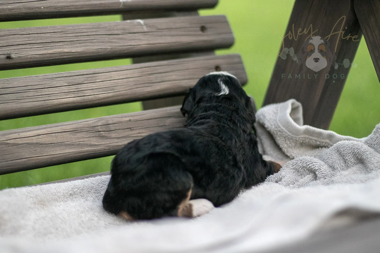 Anne Shriley Bernedoodle Puppy-50.jpg