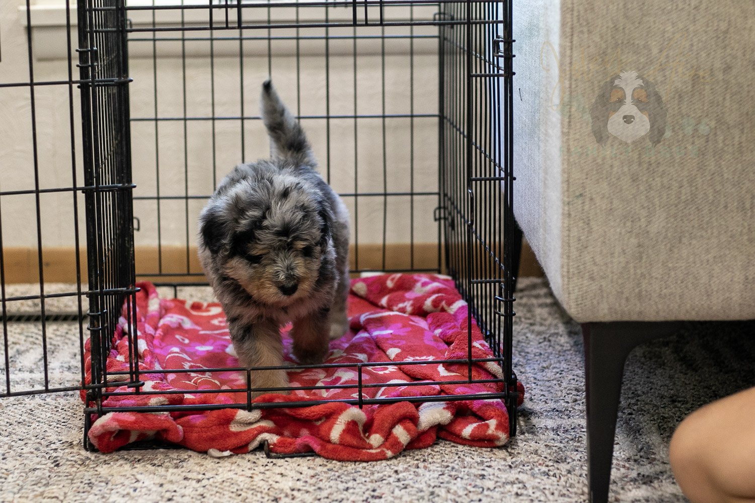 Mary Bernedoodle Puppy-324.jpg