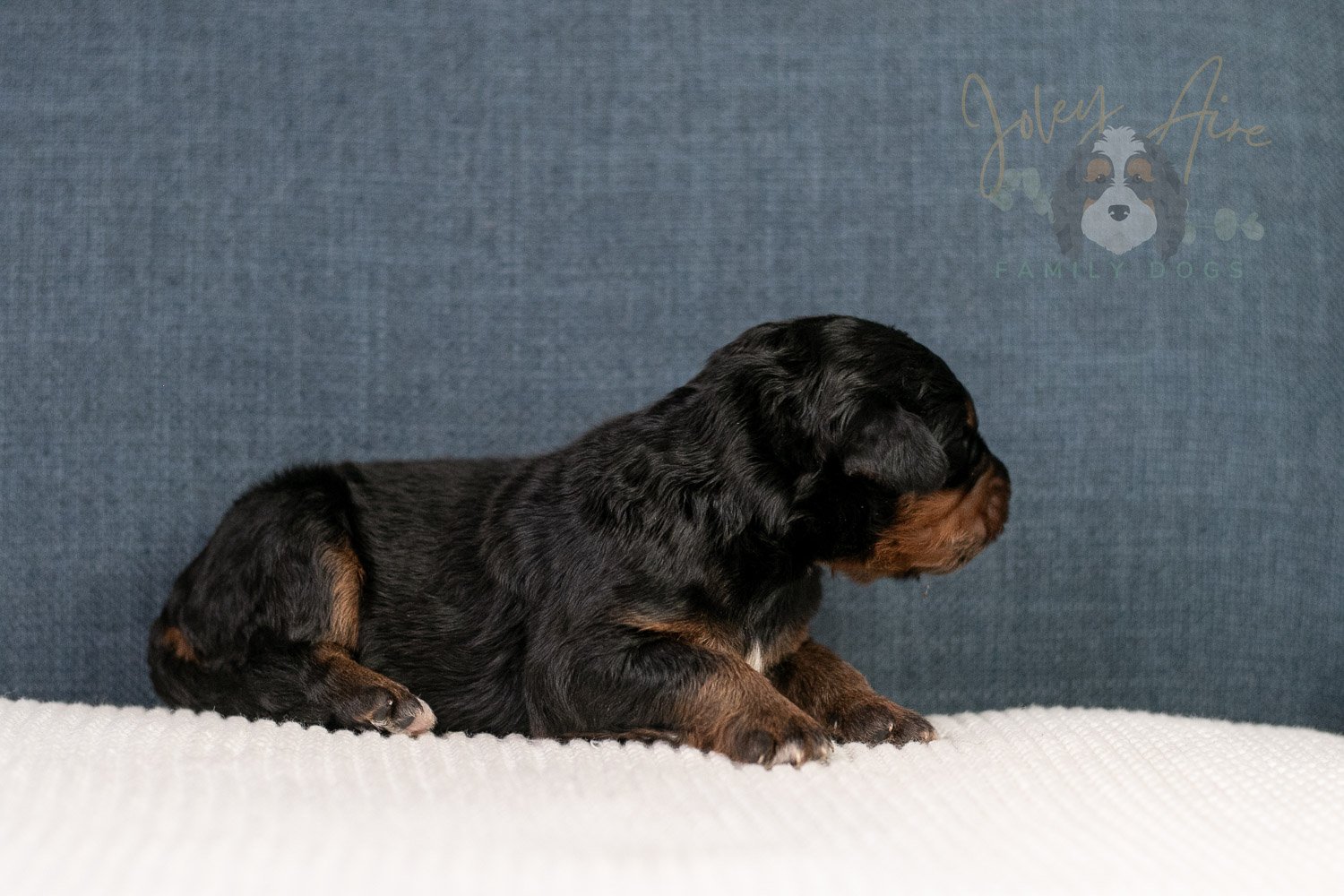 Amber Bernedoodle Puppy-03.jpg