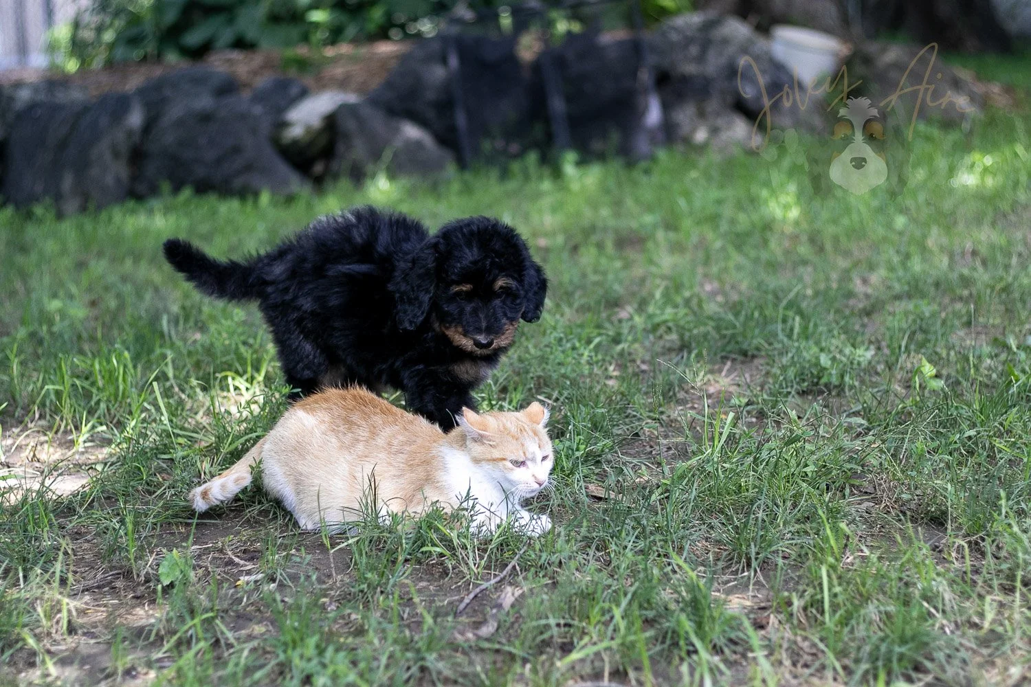 Gilbert Bernedoodle Puppy-350.jpg