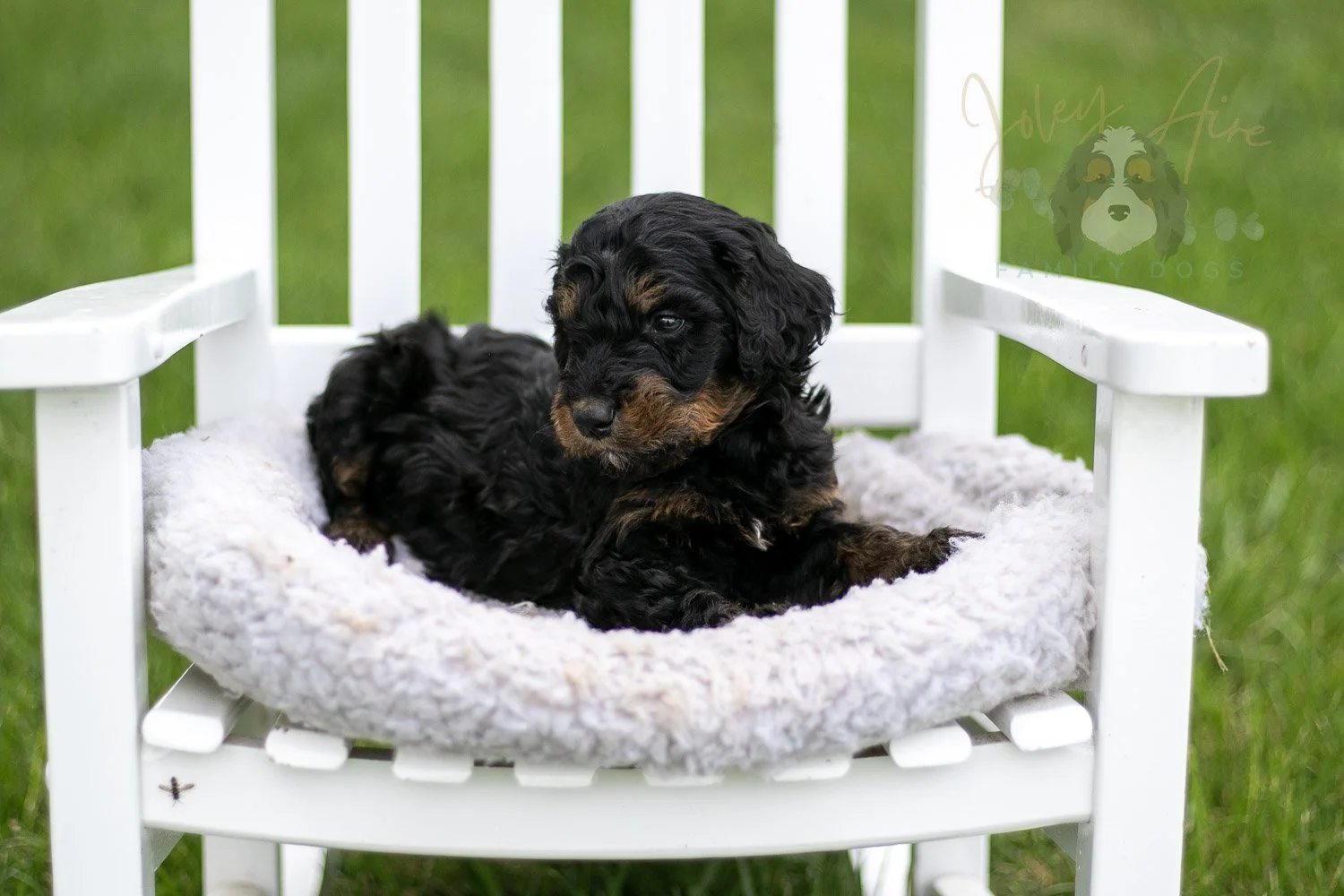 Bryce Bernedoodle Puppy-800.jpg