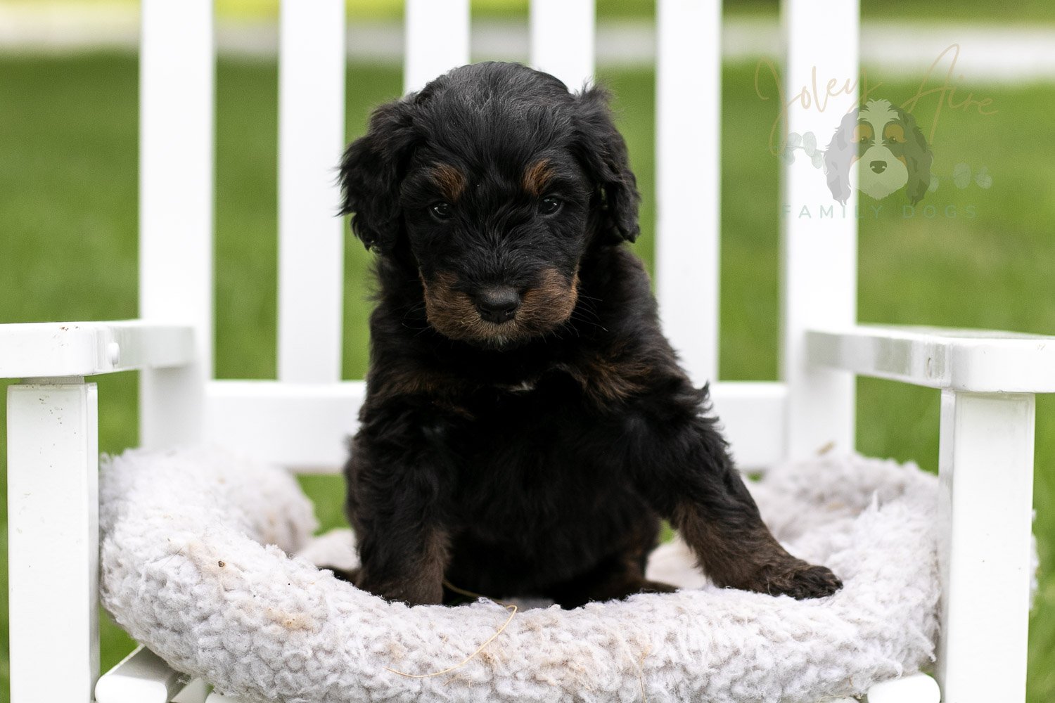Olympic Bernedoodle Puppy-862.jpg