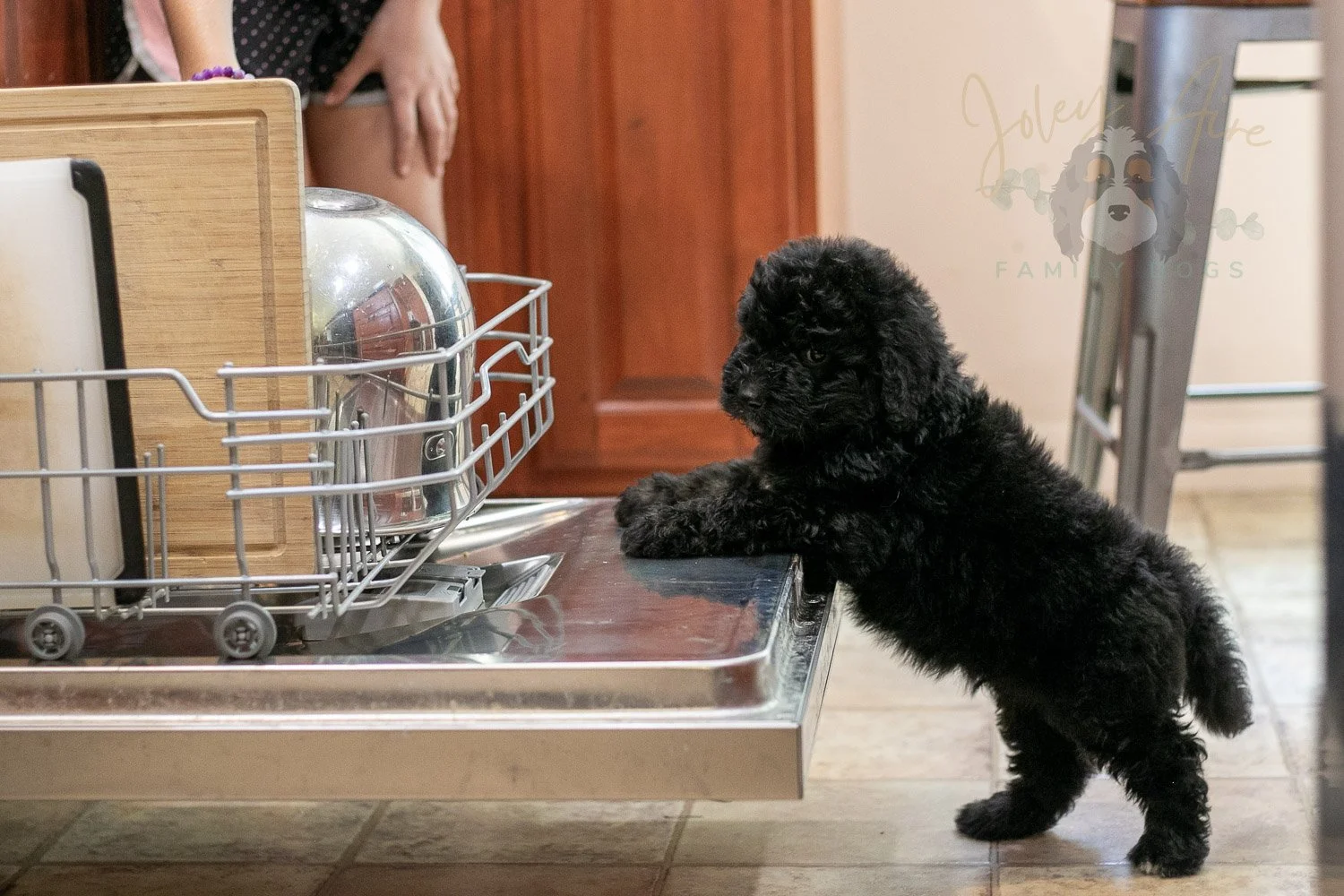 Claude Bernedoodle Puppy-265.jpg