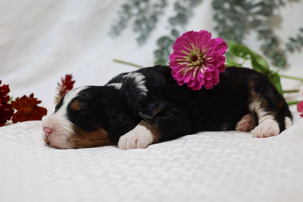 Cider Bernedoodle-06.jpg