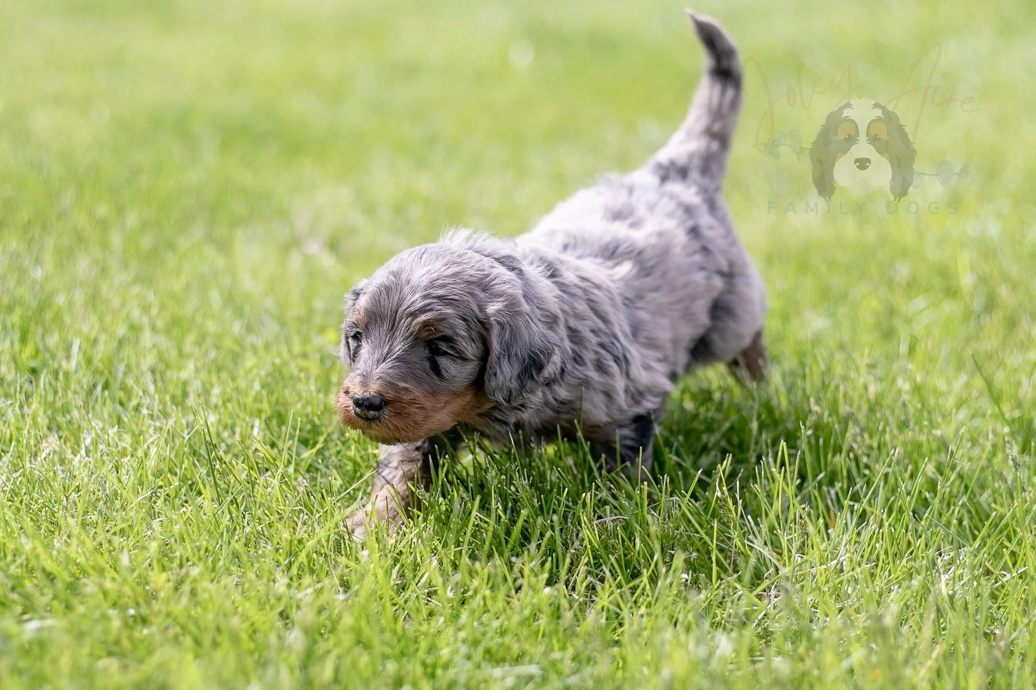 Flute Bernedoodle Puppy-24.jpg