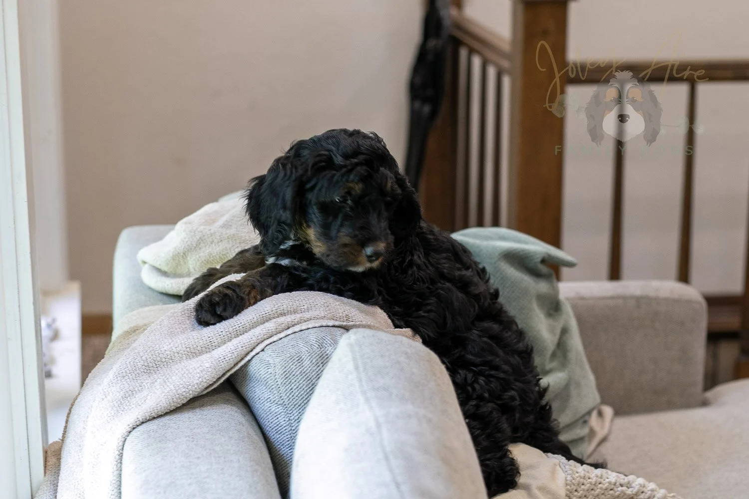 Denali Bernedoodle Puppy-549.jpg