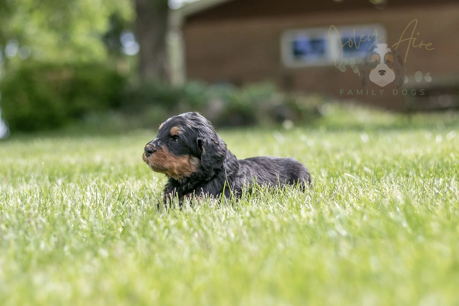 Guitar  Bernedoodle Puppy-112.jpg