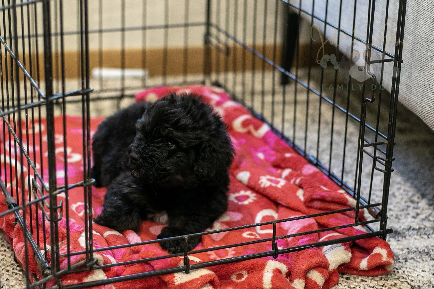 Andy Bernedoodle Puppy-290.jpg