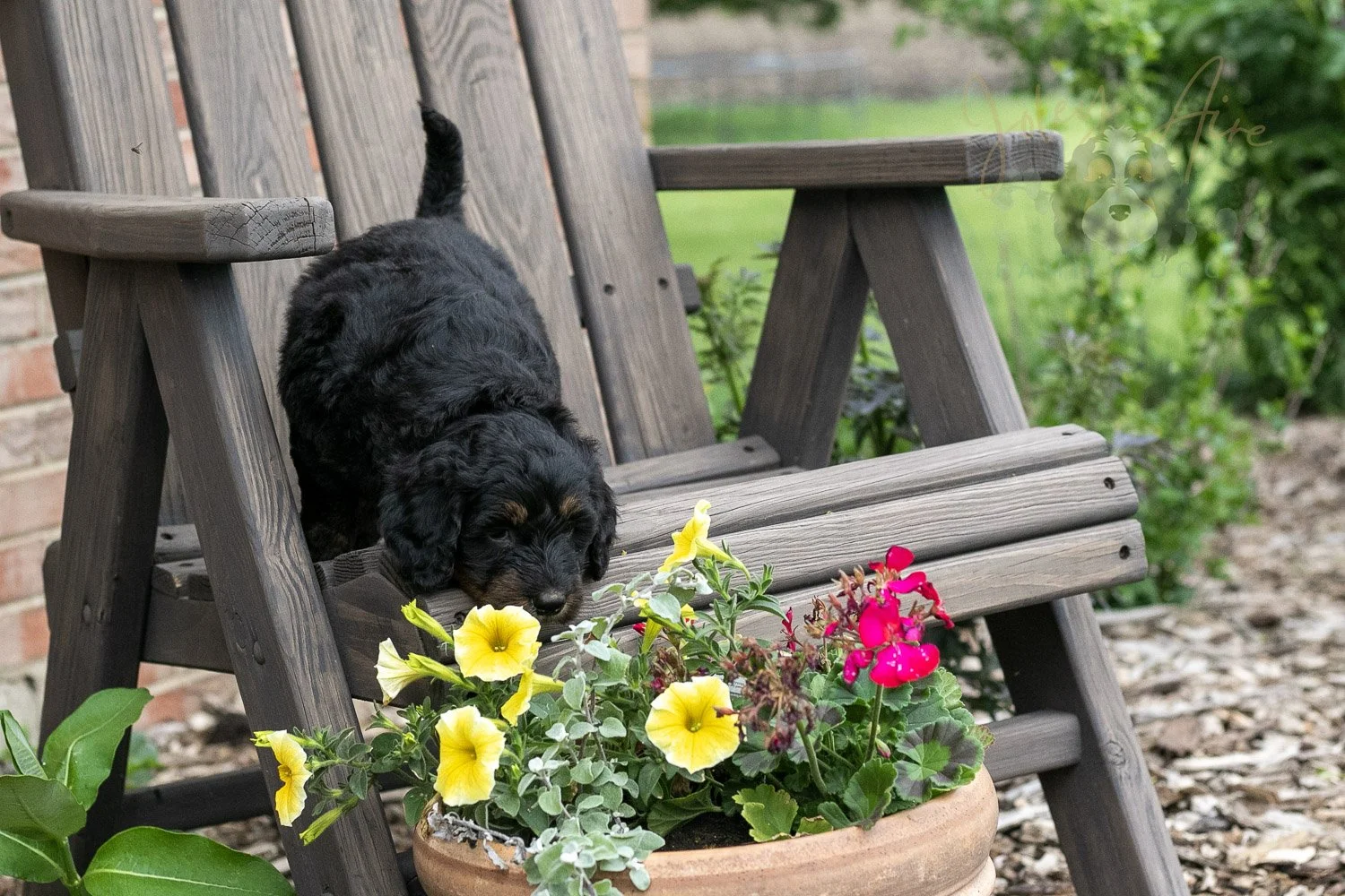 Piano Bernedoodle Puppy-14.jpg