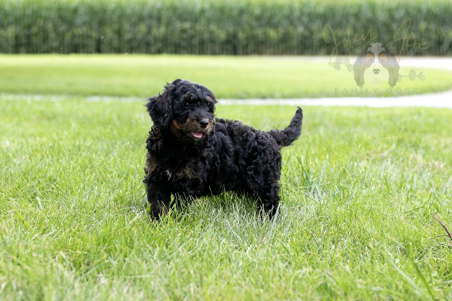 Bryce Bernedoodle Puppy-67.jpg