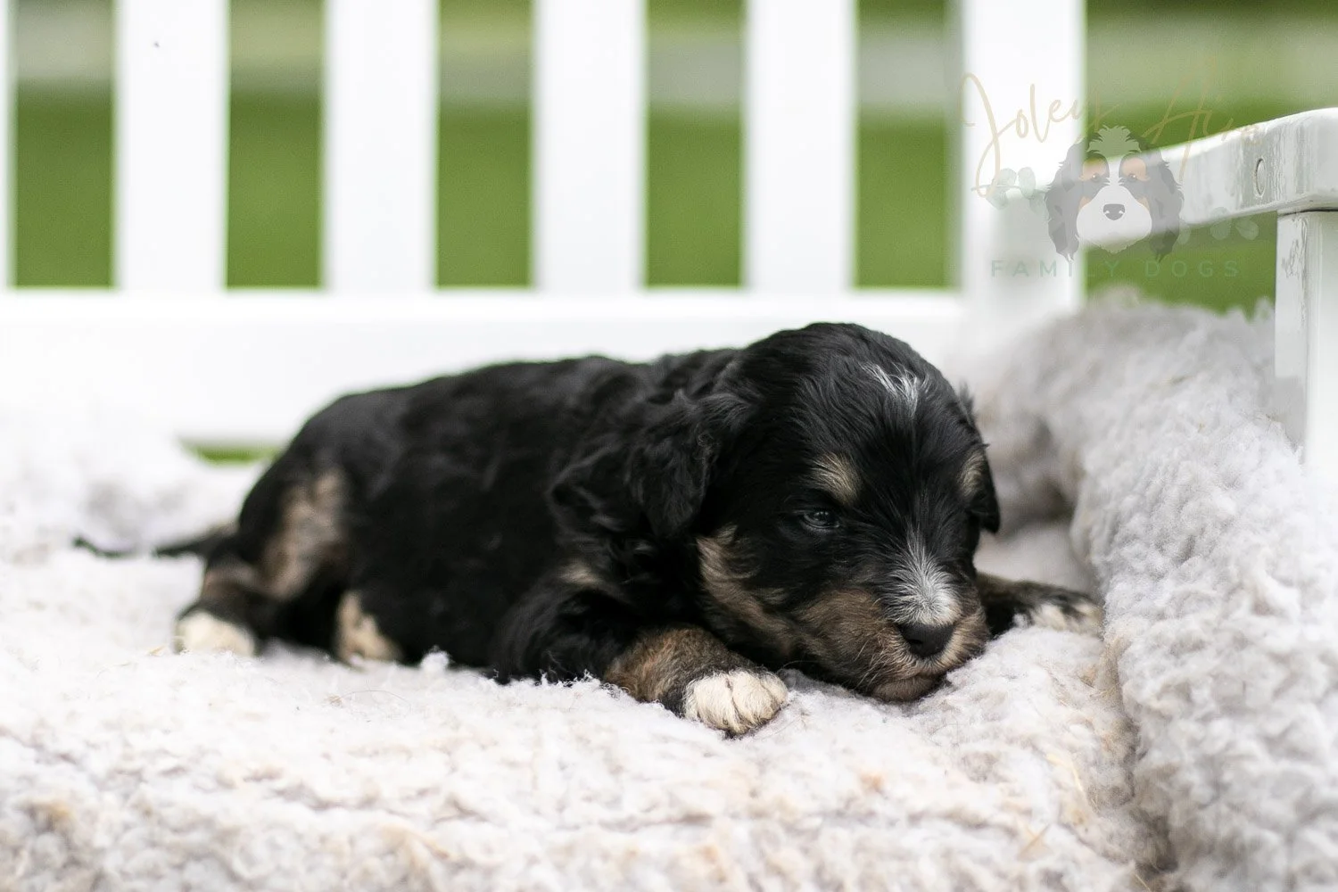 Georgia O'Keefe Bernedoodle Puppy-689.jpg