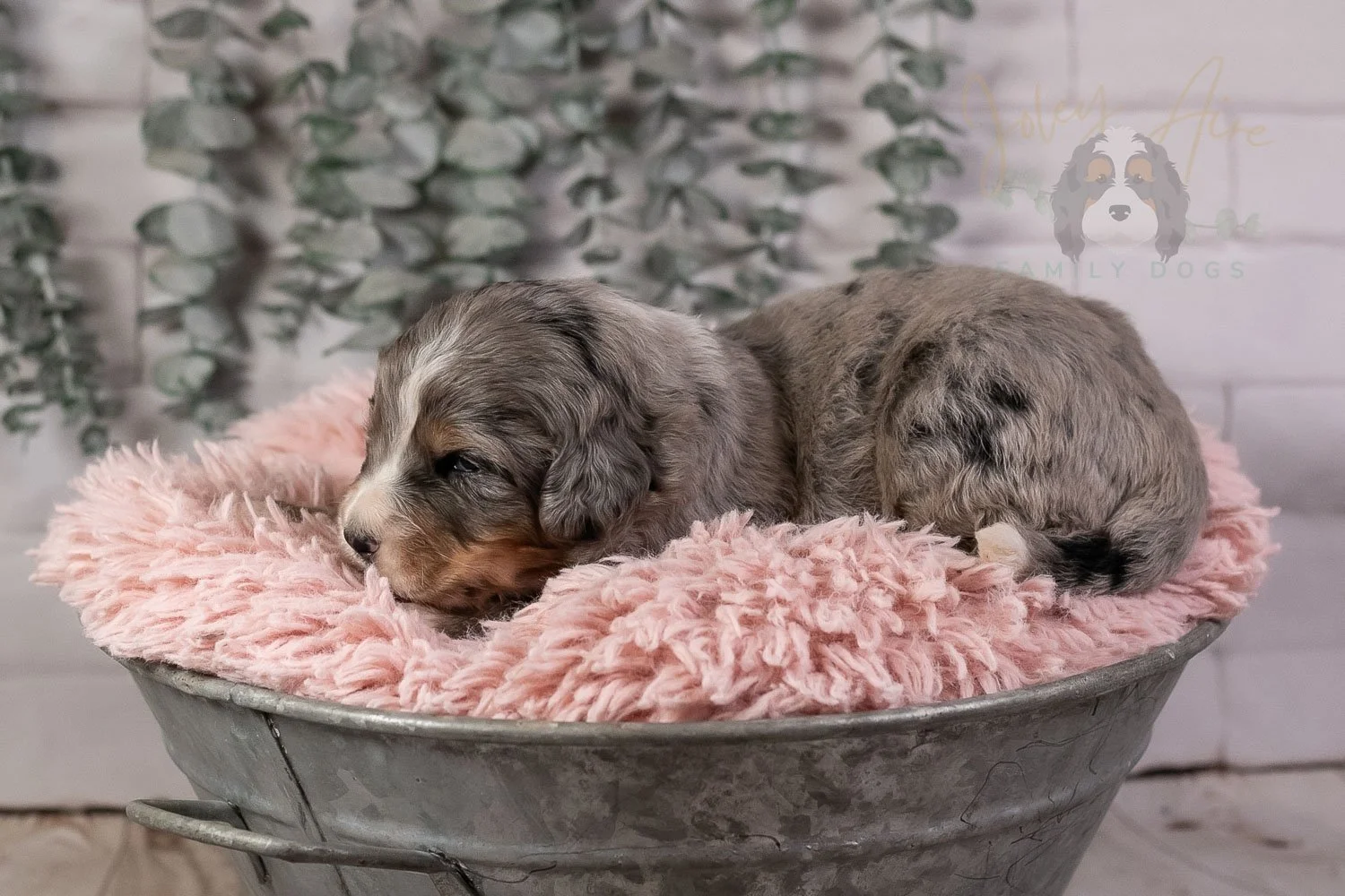 Drum Bernedoodle Puppy-16.jpg