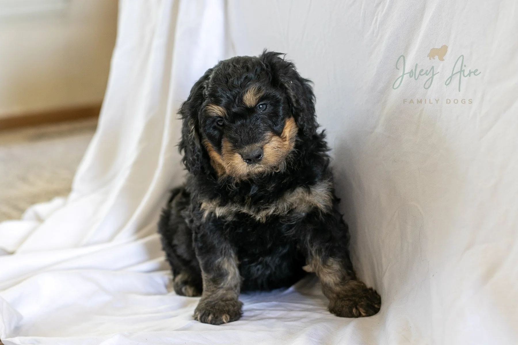 Parsnip – Phantom Standard Bernedoodle Male with Red Markings