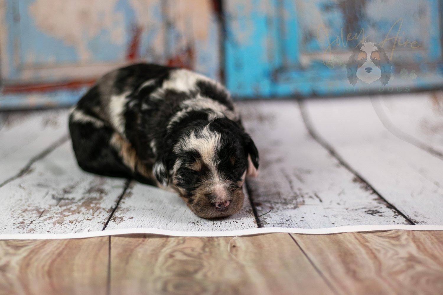 Artemisia Bernedoodle Puppy-285.jpg