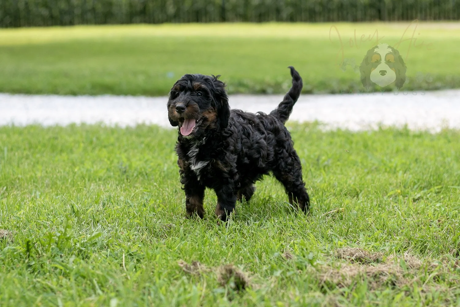 Denali Bernedoodle Puppy-117.jpg
