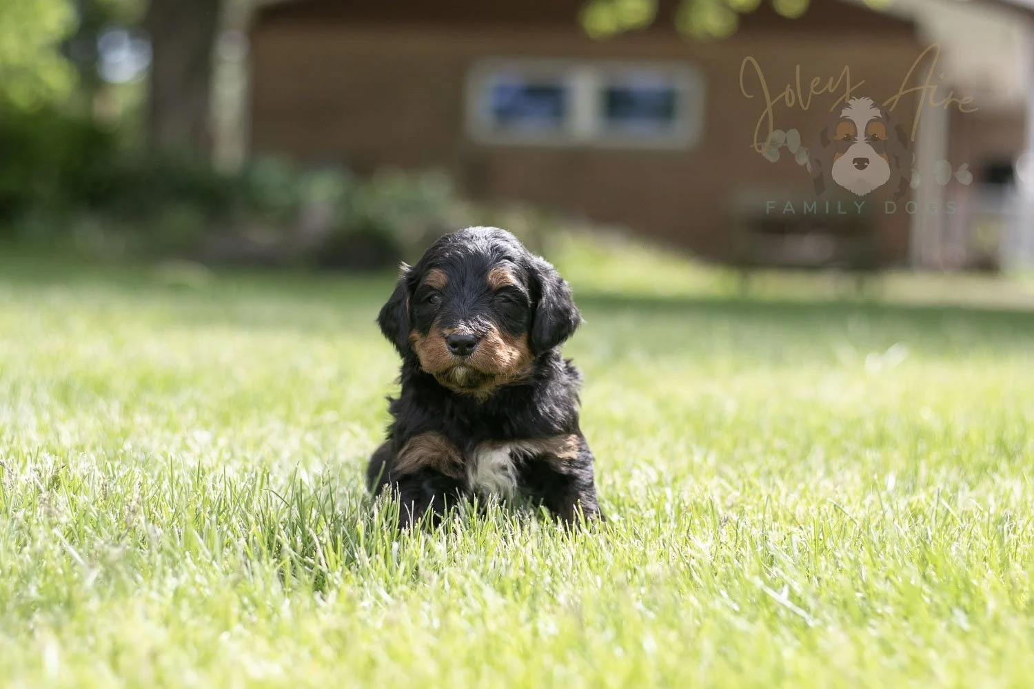 Banjo Bernedoodle Puppy-33.jpg
