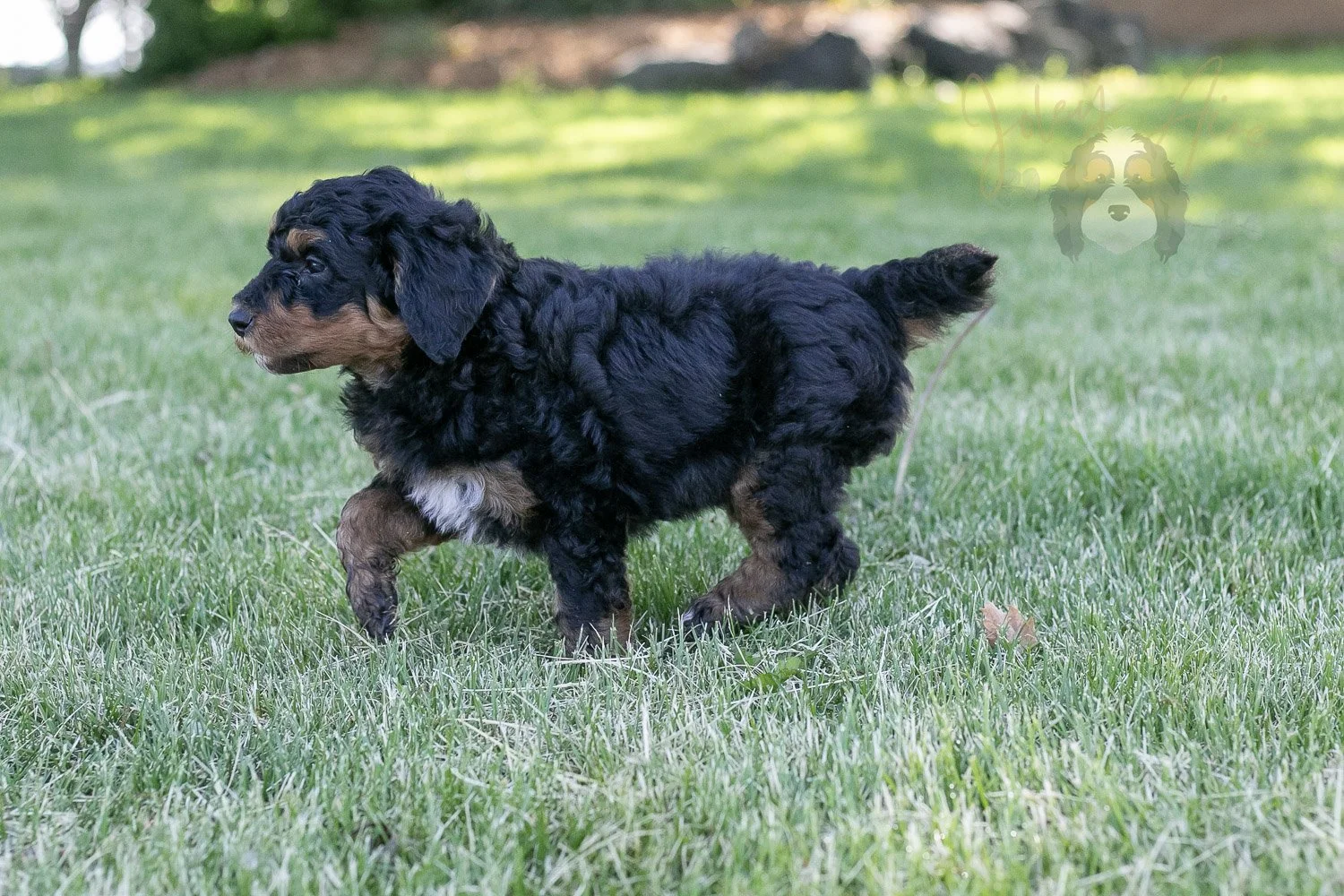 Banjo Bernedoodle Puppy-17.jpg
