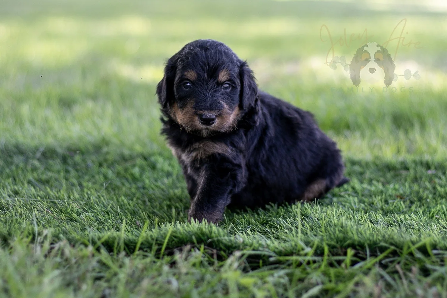 Gilbert Blythe Bernedoodle Puppy-578.jpg