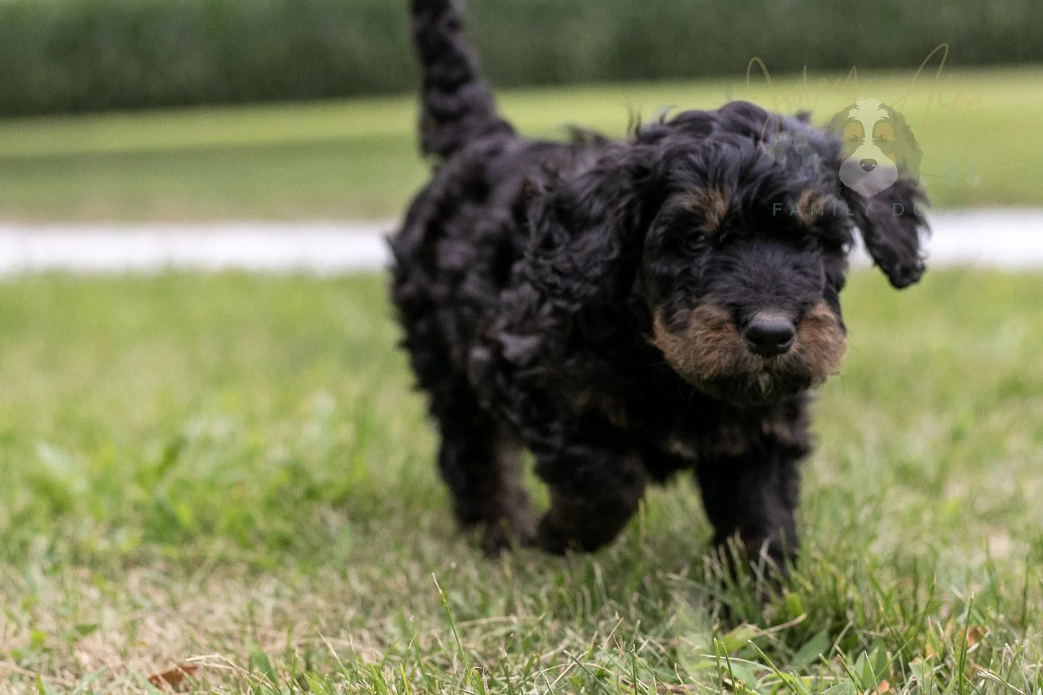 Bryce Bernedoodle Puppy-66.jpg
