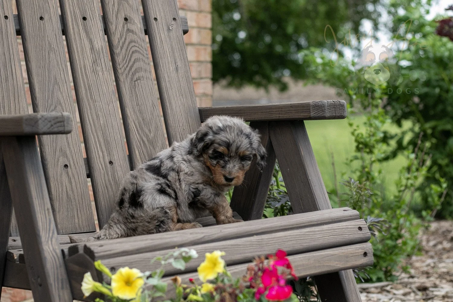 Ukulele Bernedoodle Puppy-8.jpg