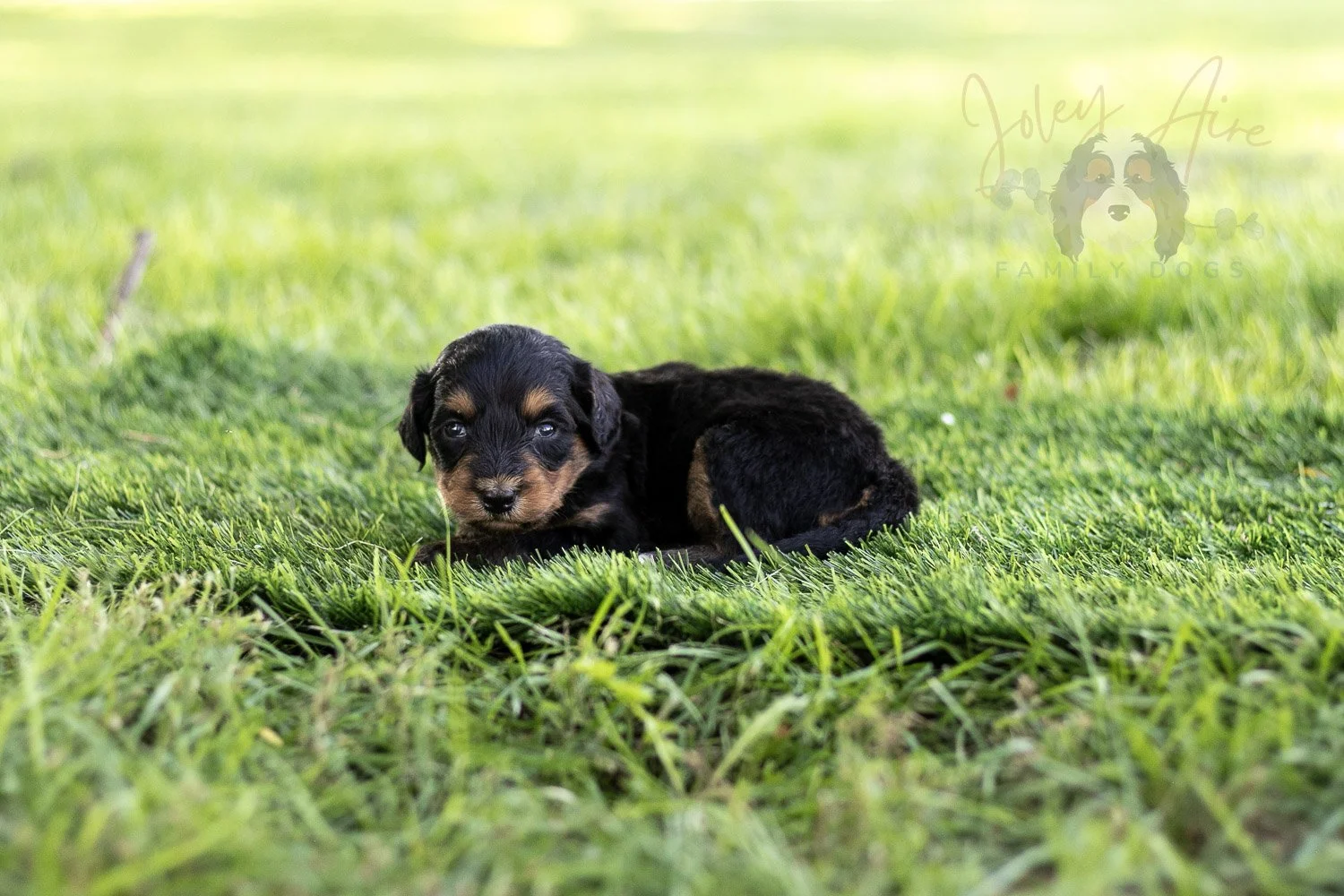 Mini Mae Bernedoodle Puppy-495.jpg