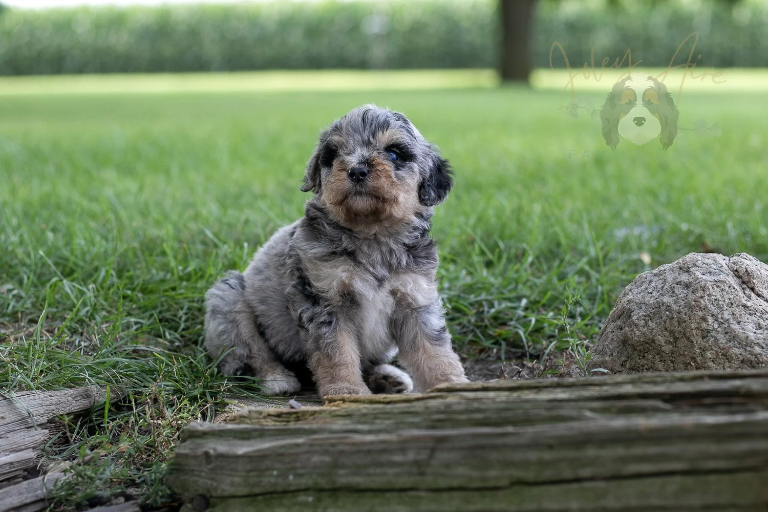 Mary Cassatt Bernedoodle Puppy-175.jpg
