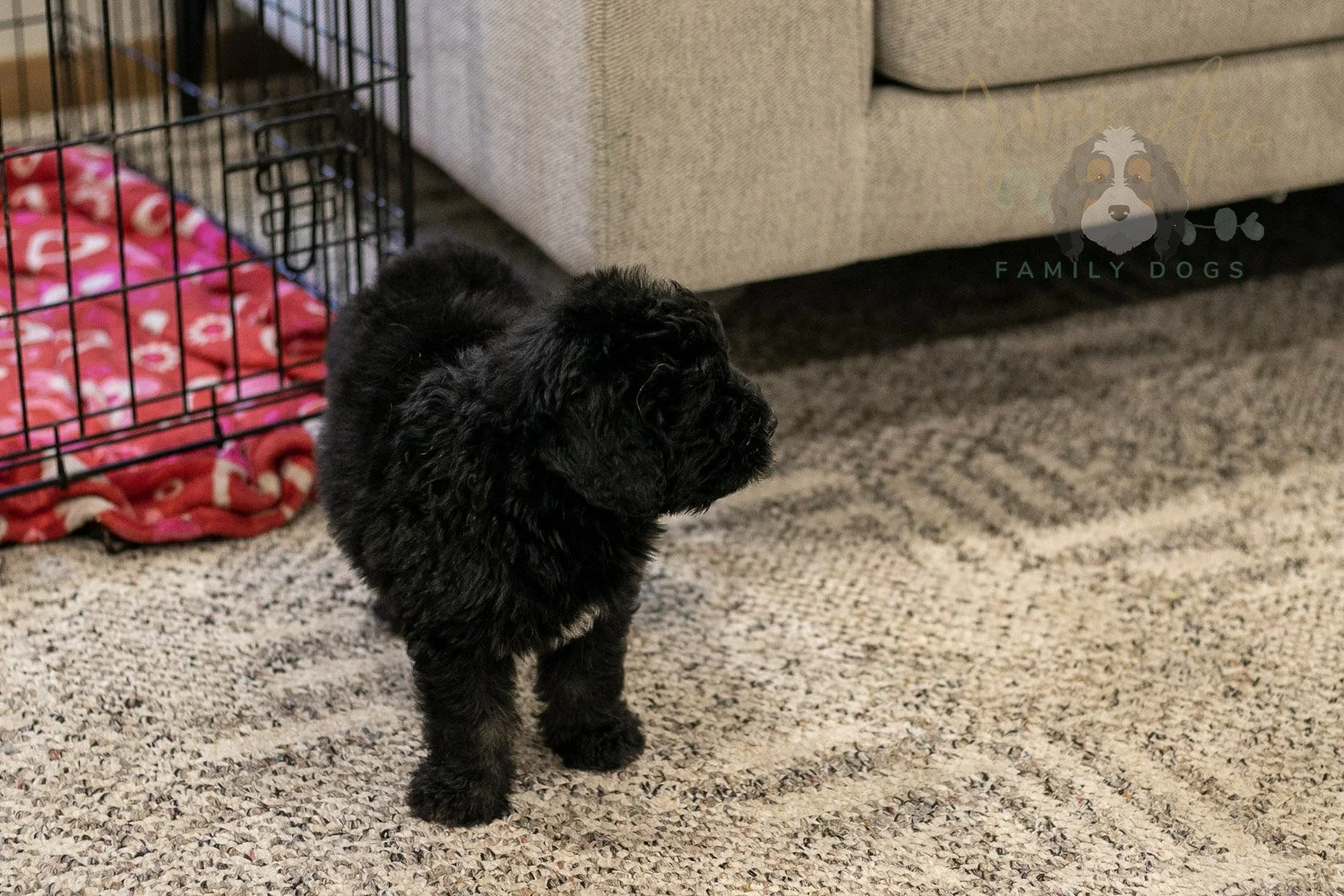 Claude Bernedoodle Puppy-248.jpg