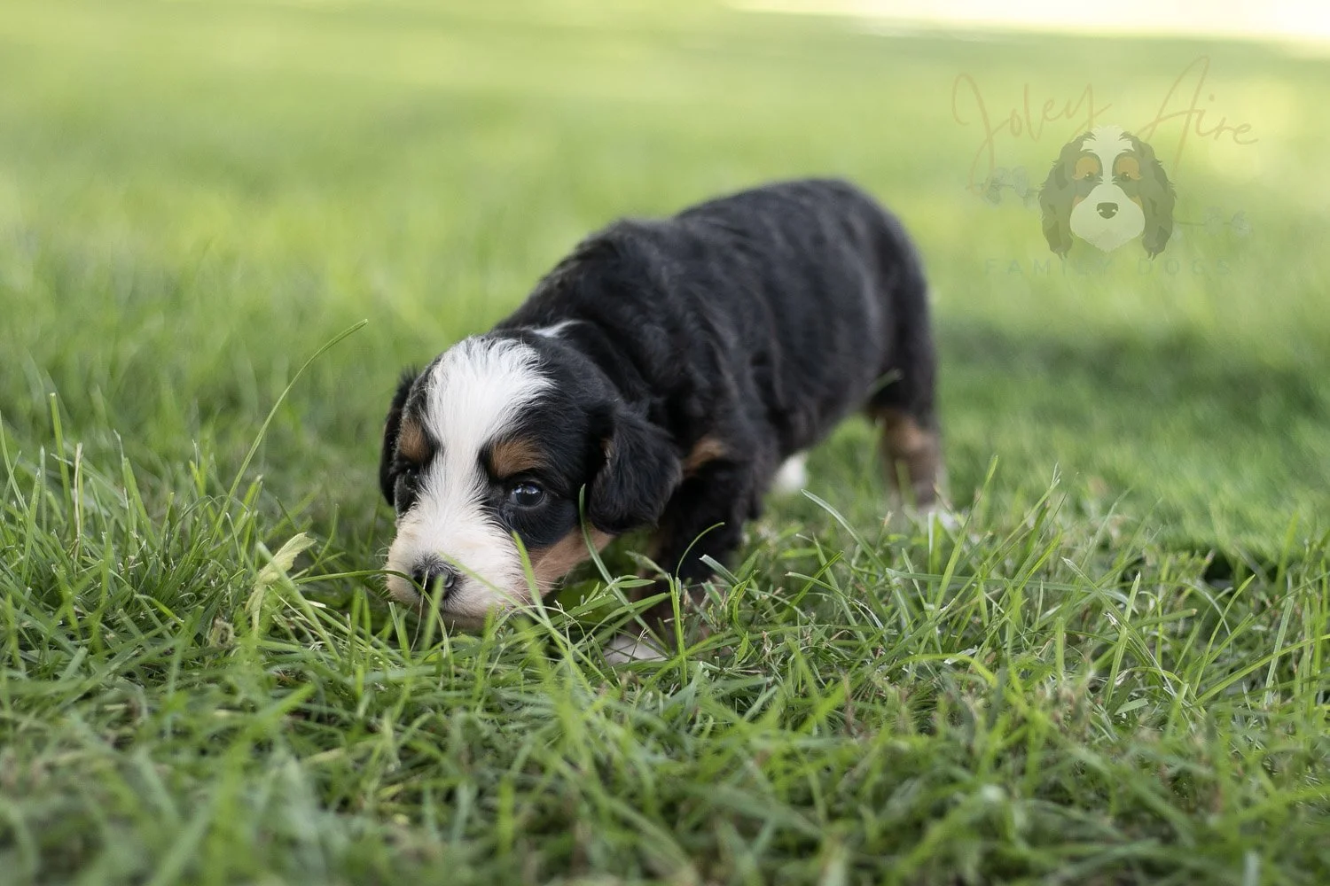 Anne Shirley Bernedoodle Puppy-537.jpg