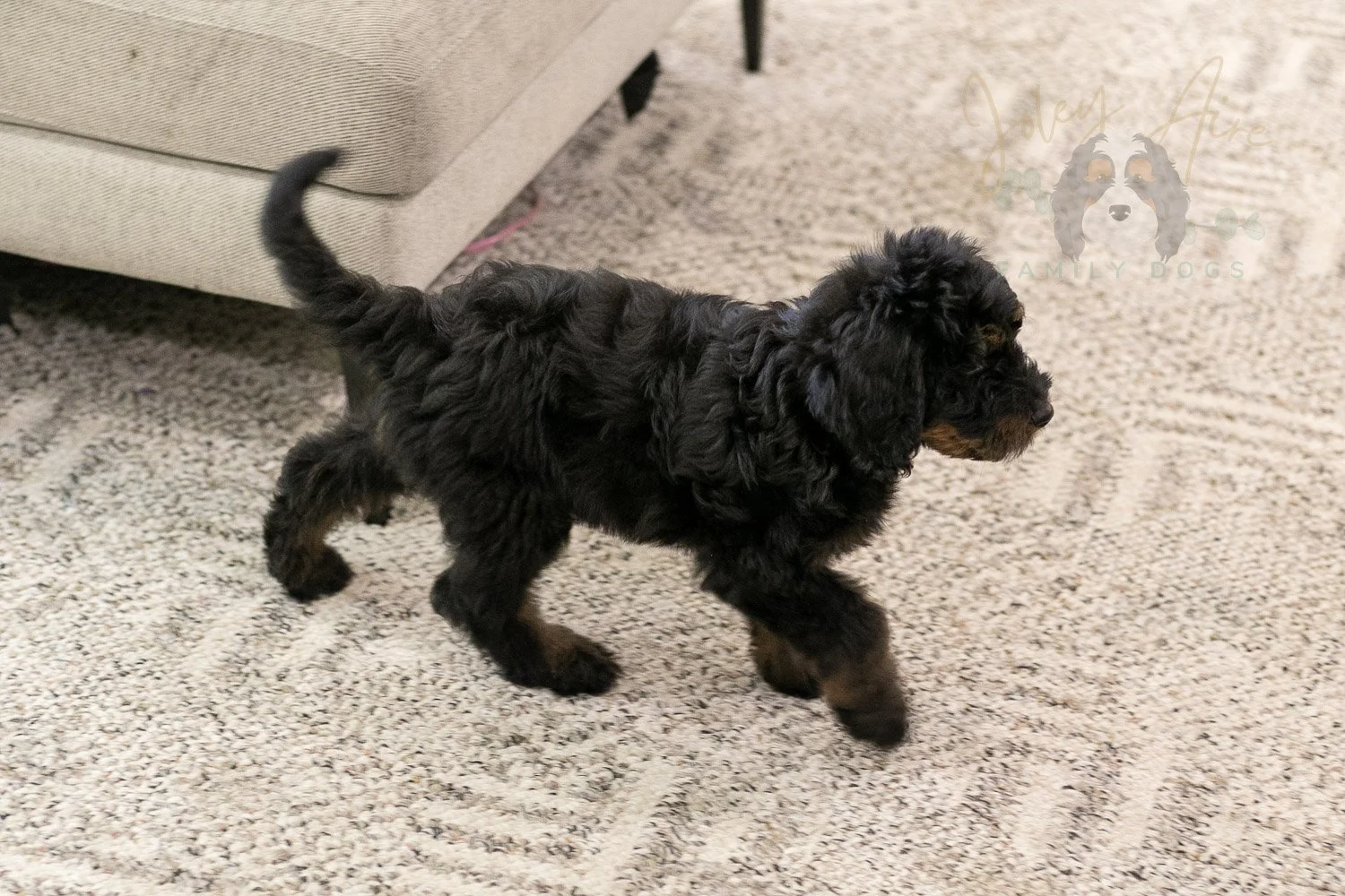 Olympic Bernedoodle Puppy-475.jpg