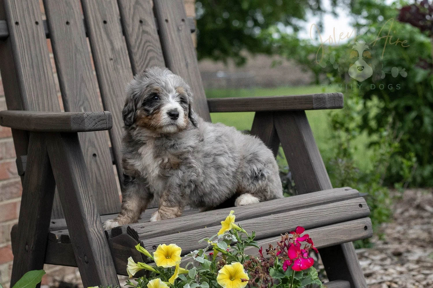 Drum Bernedoodle Puppy-11.jpg