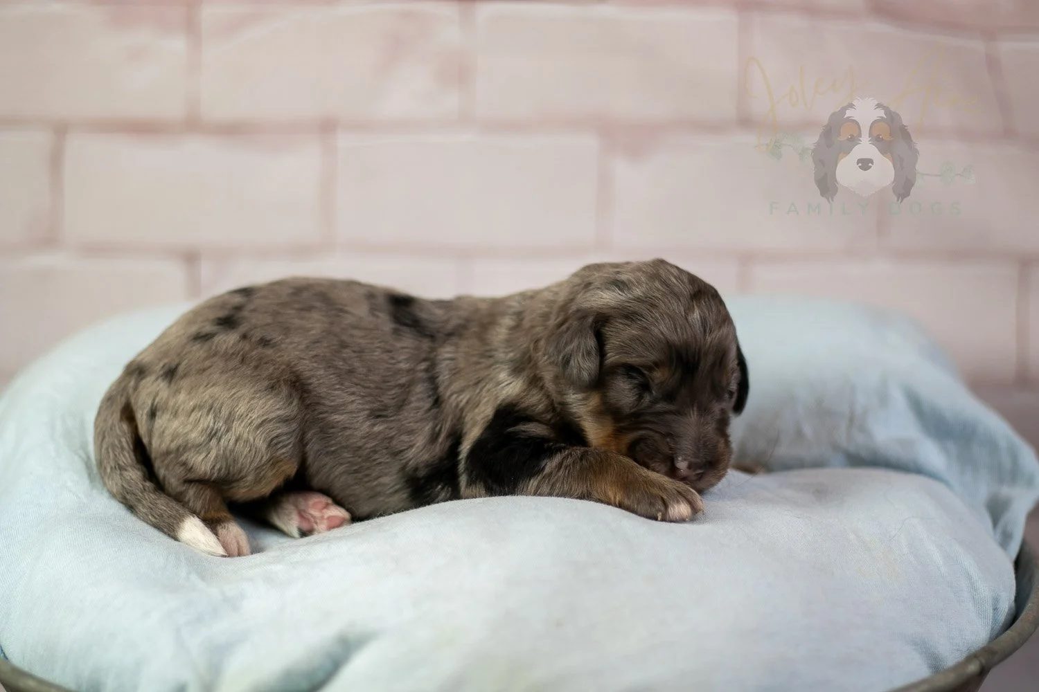Matthew Cuthbert Bernedoodle Puppy-76.jpg