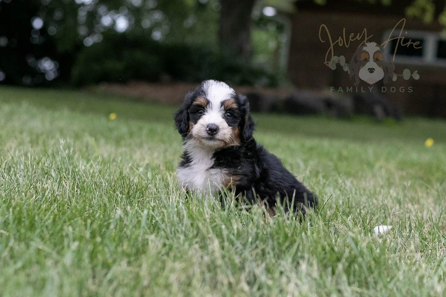 Anne Shirley Bernedoodle Puppy-100.jpg