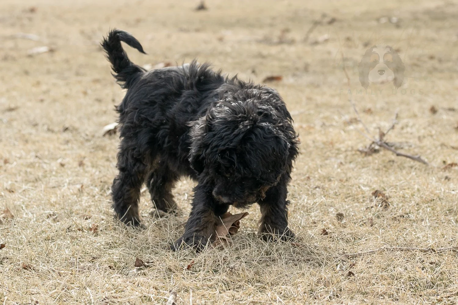Aurora Bernedoodle Puppy-12.jpg
