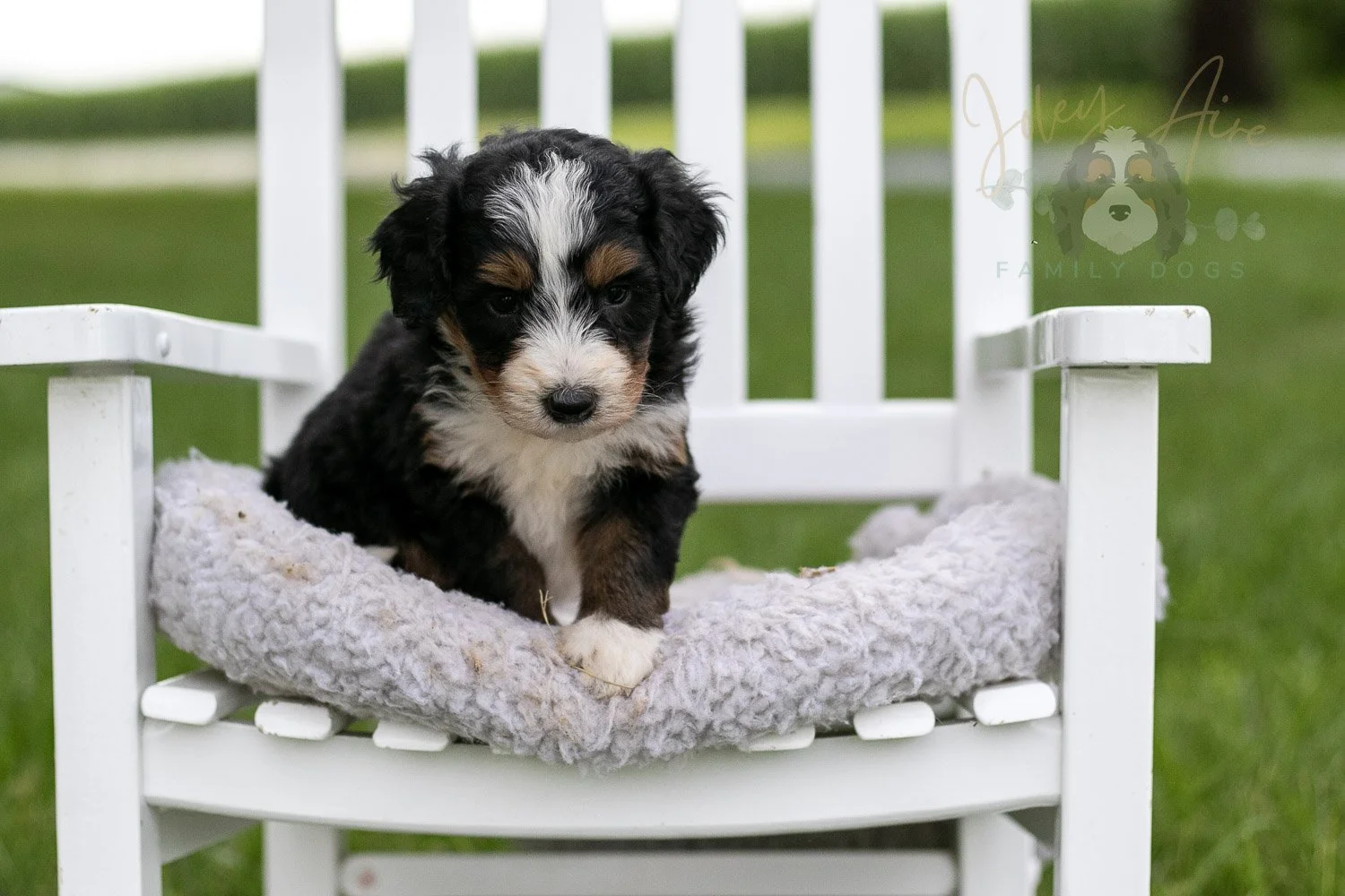 Diana Barry Bernedoodle Puppy-937.jpg