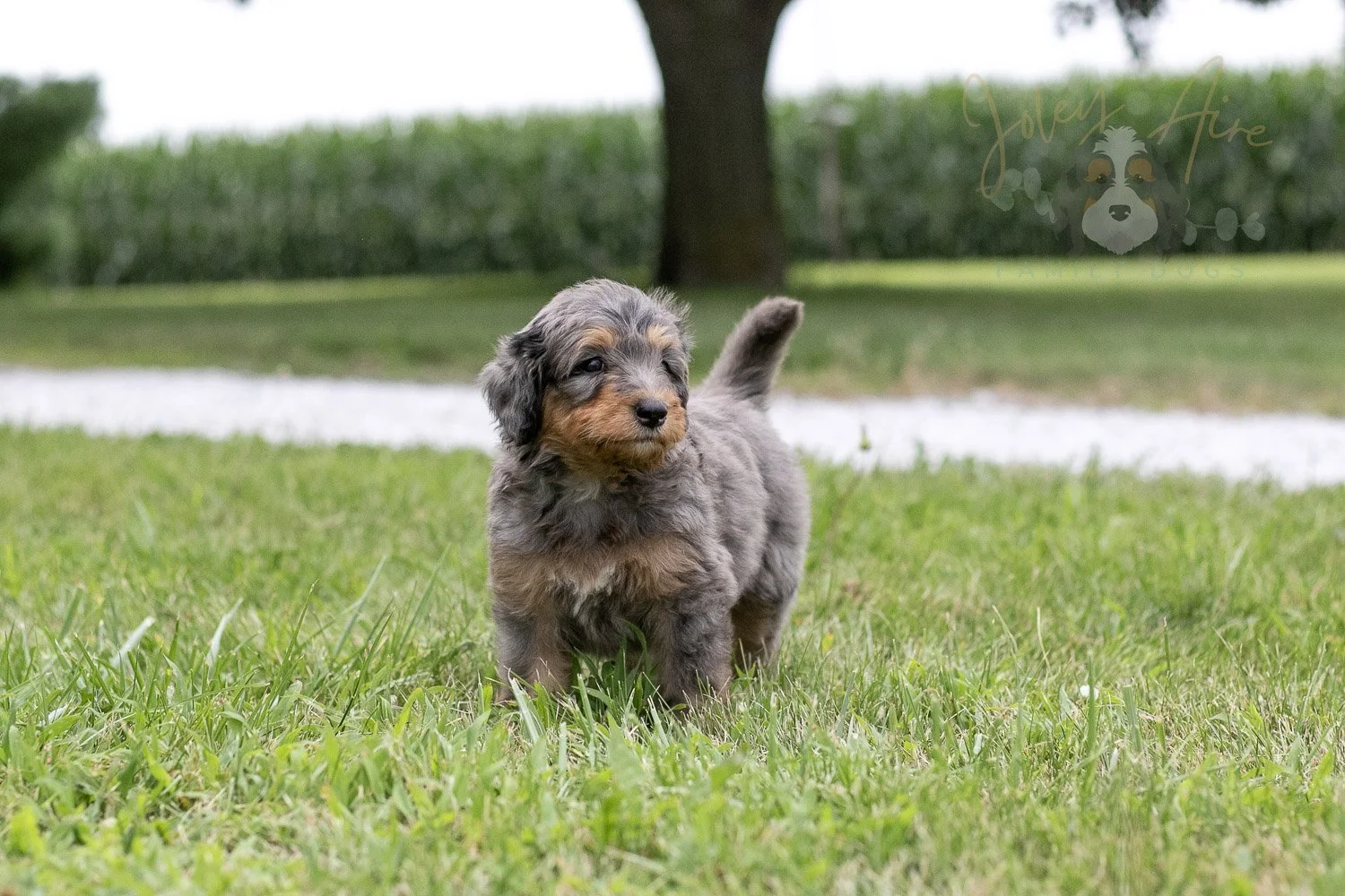 Josie Pye Bernedoodle Puppy-80.jpg