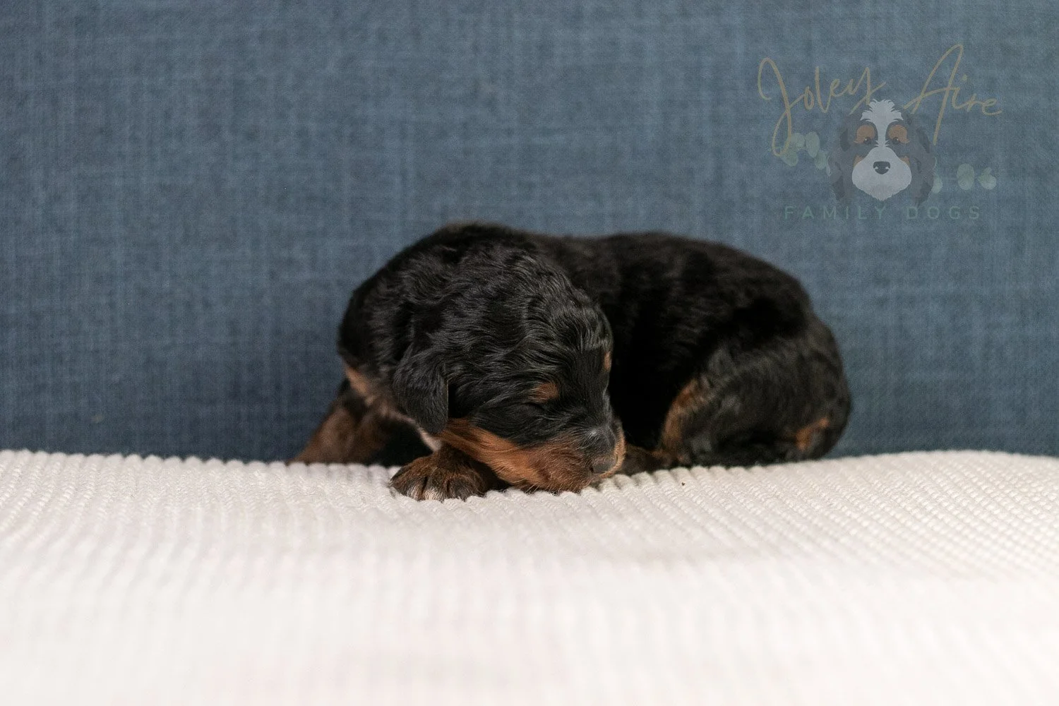 Amber Bernedoodle Puppy-10.jpg