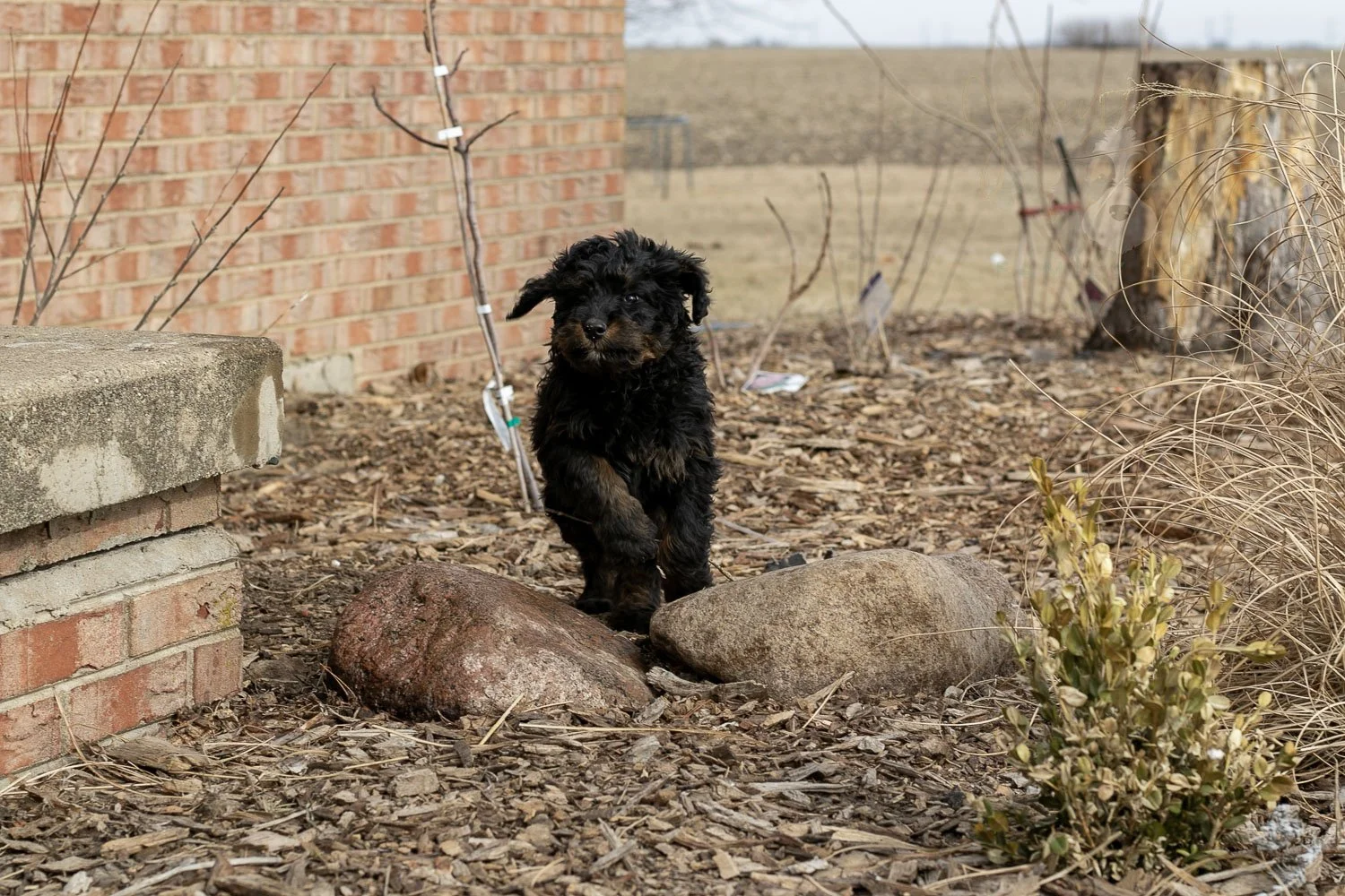 Aurora Bernedoodle Puppy-18.jpg