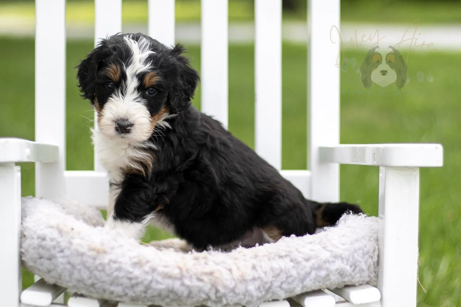 Zion Bernedoodle Puppy-817.jpg