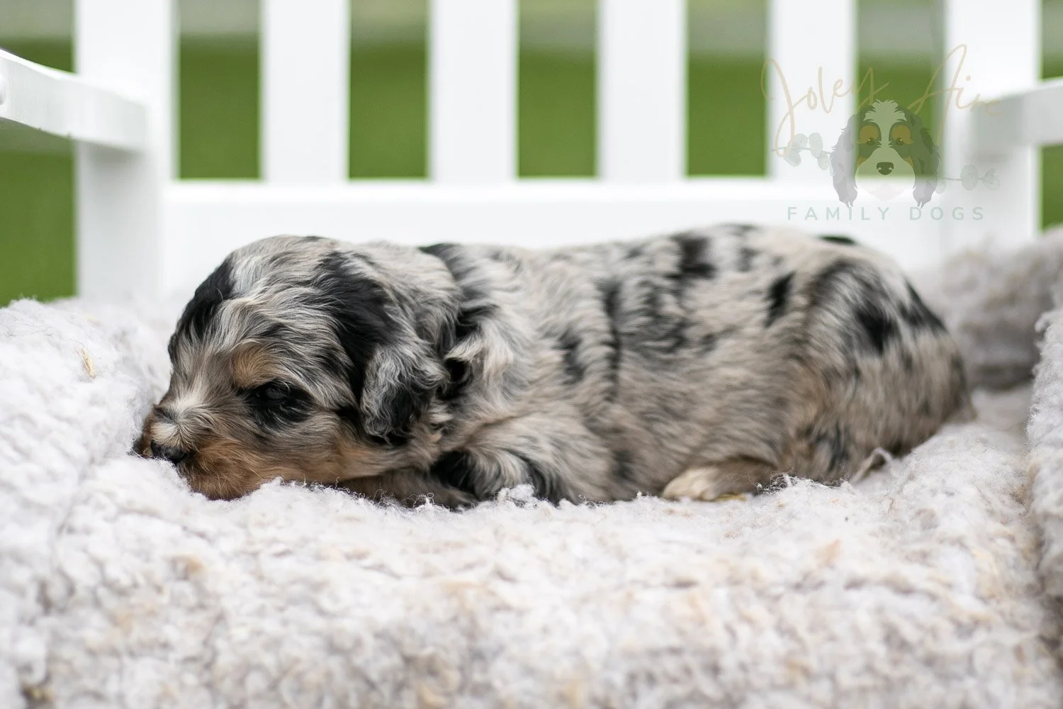 Frida Kahlo Bernedoodle Puppy-733.jpg