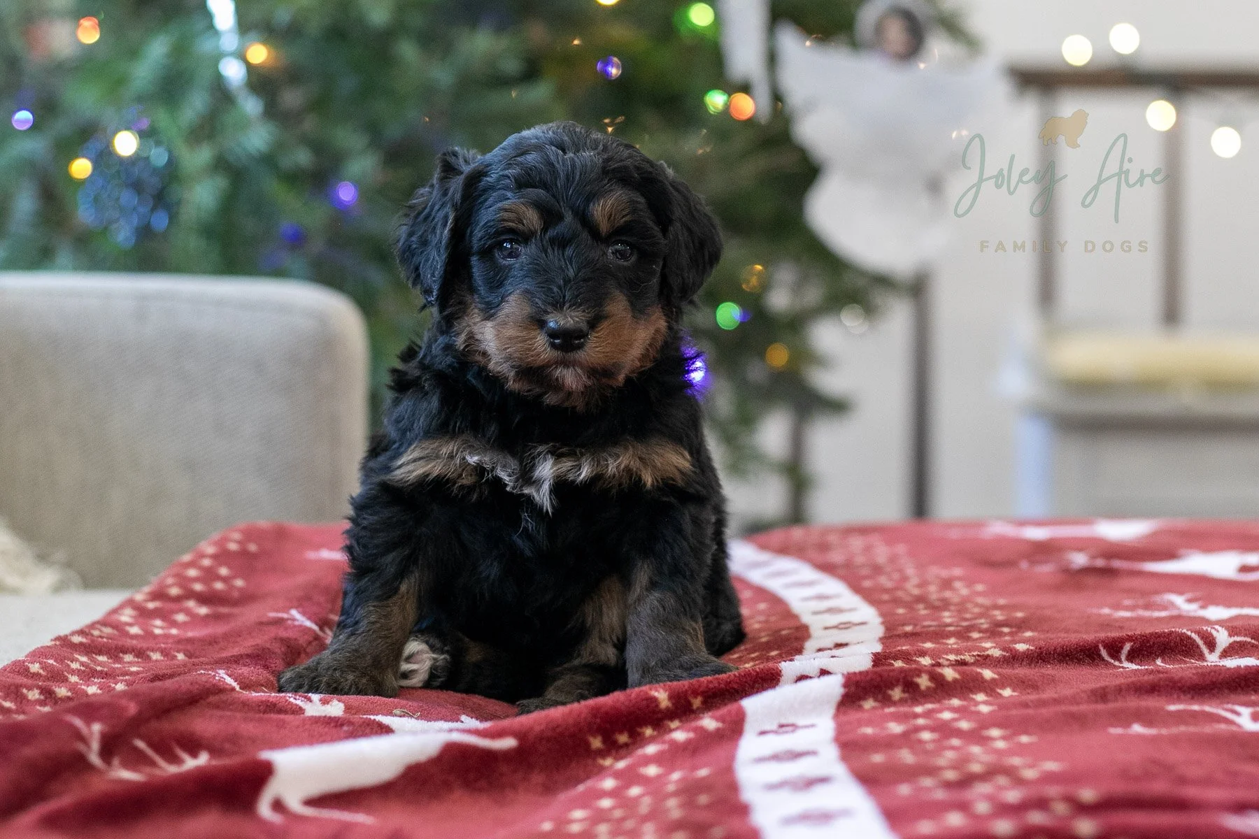 Sinai - Phantom Bernedoodle Puppy