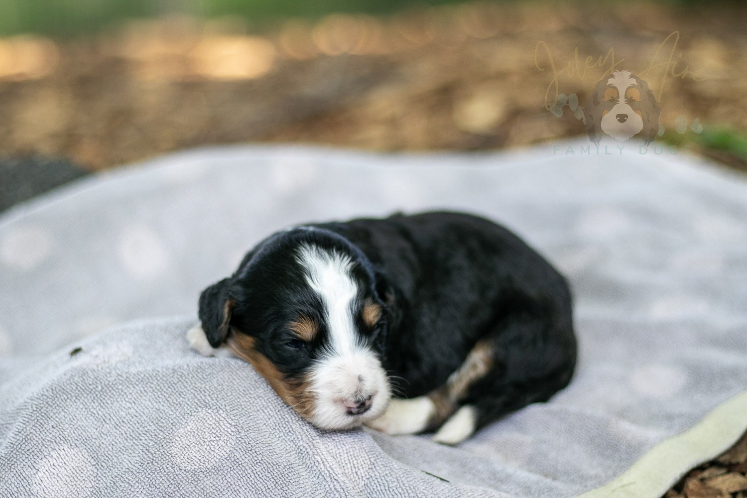 Zion Bernedoodle Puppy-90.jpg