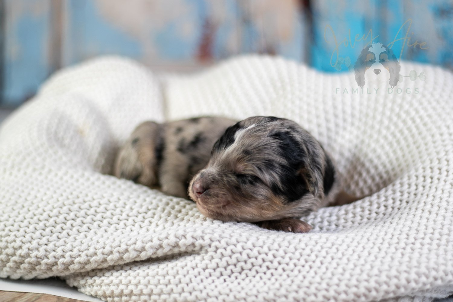 Frida Kahlo Bernedoodle Puppy-30.jpg
