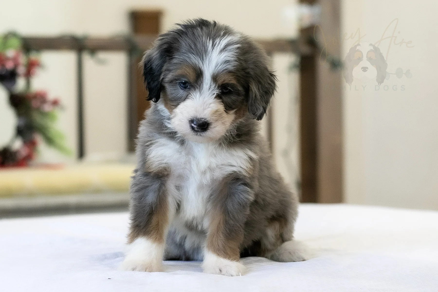 Fuji Bernedoodle Puppy-06.jpg
