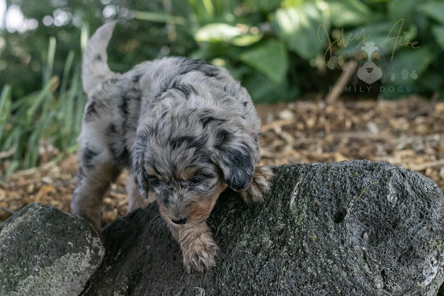 Ukulele Bernedoodle Puppy-11.jpg
