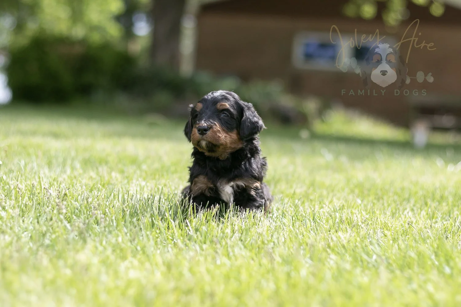 Banjo Bernedoodle Puppy-21.jpg