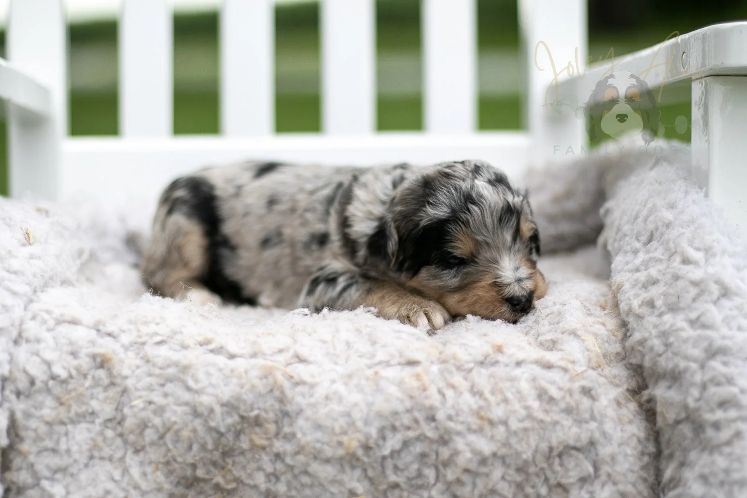 Mary Cassatt Bernedoodle Puppy-674.jpg