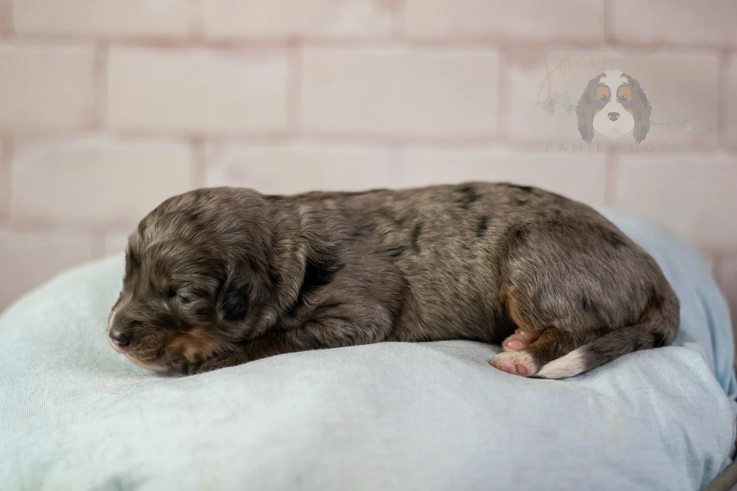 Matthew Cuthbert Bernedoodle Puppy-81.jpg
