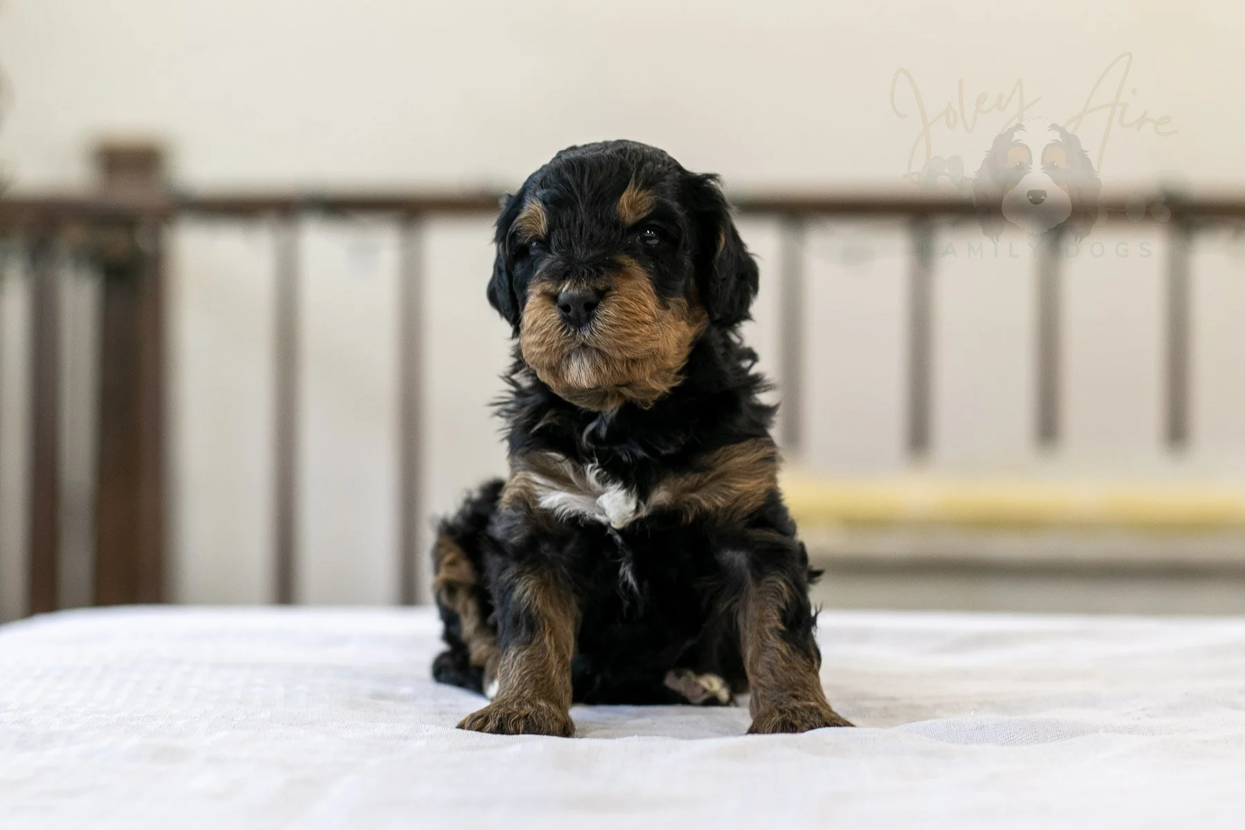 Cinderella | Well-Marked Phantom Female F1 Bernedoodle Puppy