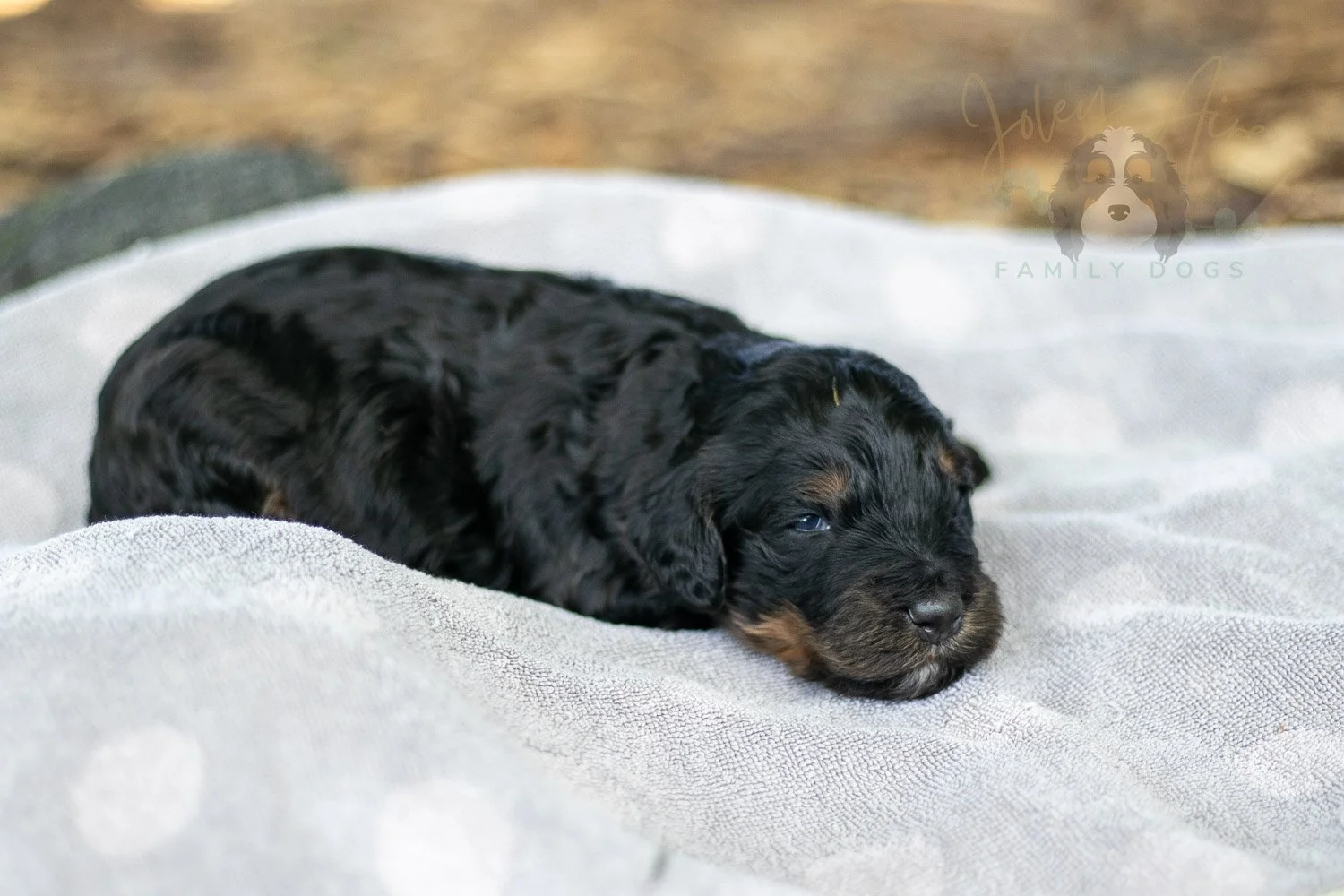 Acadia Bernedoodle Puppy-80.jpg